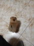Mini Pomeran, снимка 9