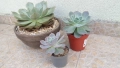 Ешеверия различни размери, снимка 5