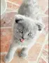 британски сиви късокосмести, снимка 6