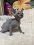 Канадски сфинкс момченце , снимка 1