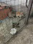 зайци френски великани, снимка 2