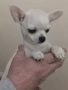 Чихуахуа , снимка 9