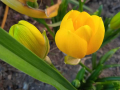 Есенен минзухар -жълт, снимка 1 - Градински цветя и растения - 44732007