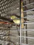 Продавам Канари 6 бр и 4 бр клетки с всички аксесоари!, снимка 2