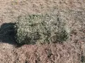 люцерна, ечимичена и овесена слама със зърно , снимка 2