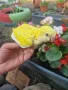 Ръчно хранени Монашески Папагалчета, снимка 2