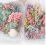 цяла кутия с микс Сухи сушени цветя декоративни декорация за нокти маникюр бижута и сапун смола, снимка 1 - Изкуствени цветя - 30196131