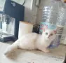 Сребърно британче момче , снимка 1