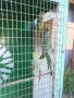 Млади пойни папагали. , снимка 6