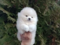Мъжки мини Померан. Реални снимки от 12.01.26 г. , снимка 3