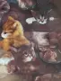 🐱 Колекционерска порцеланова чиния Seltmann Weiden – 1993 г., снимка 5