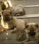 Чау - Чау  💙🐾🐶 Най-пухкавите Чау Чау бебета очакват своите нови семейства , Много скоро 🎉🪭❤️✨🐾🥰🐩➡️⤵️, снимка 1
