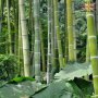 100 броя редки бамбукови семена зелен бамбук Moso-Bamboo мосо бамбо растение за декорация украса за , снимка 12