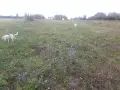 Голям парцел в 7855 Бракница, снимка 4