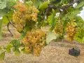 Димят от собствен масив – гр. Бяла, обл. Варна, снимка 3