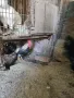 млади домашни петли , снимка 8