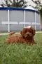 Той пудел Toy poodle, снимка 12