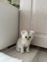 сребърни котета , снимка 6