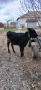 Продавам 2 бр. Телета, снимка 10