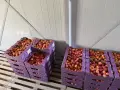 Кайсии за ракия и за лична консумация не остава почти сме края на сезона заповядайте , снимка 4