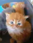 Сибирчета, сибирска котка, сибирски котенца, сибирско коте, хипоалергенни, рижи момчета, снимка 3