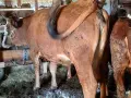 свободни дебели за клане или дамазлък , снимка 5