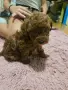 Той пуделчета търсят нов дом, снимка 1