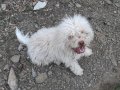 Кучета за трюфели Лагото Романьоло, снимка 12