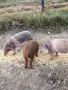 Свободни прасенца, снимка 7