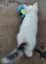 котенца търсят дом, 3 мес., снимка 9