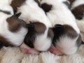 Кученца Ши Тцу /SHIH TZU FCI pedigree , снимка 14