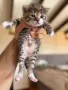 Ангорско Коте + Доставка  €50. Домашни Котенца с Хигиенни Навици, снимка 16