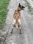 Белгийска овчарка женско, снимка 1
