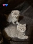 Уникални британски котенца , снимка 6