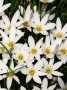 Бял и розов зефирантес луковици, снимка 1 - Сортови семена и луковици - 44155872