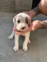 Дого Аржентино !, снимка 1