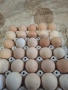 домашни яйца , снимка 4