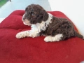 Бебета Лагото Романьоло / Lagotto Romagnolo, снимка 5