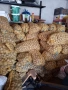 Картофи за семе и консумация, Родопски картофи, снимка 10