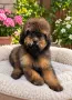 Кавапу Cavapoo F1b, снимка 4