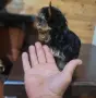 Супер мини Йоркширски териер, снимка 5