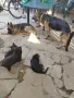 Свободни Немски овчарки , снимка 1