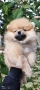 померан момче, снимка 4