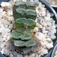 haworthia truncata , снимка 1 - Стайни растения - 37038335