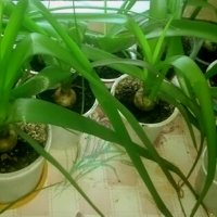 Млади луковици от лечебното растение Индийски лук - лекува всичко, снимка 1 - Стайни растения - 39871195