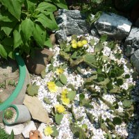 Студоустойчиви кактуси Опунция (Бодлива круша) подходящи за Вашата красива градина, снимка 11 - Градински цветя и растения - 29201767