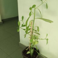 Каучуково дърво в саксия, снимка 4 - Стайни растения - 33260758