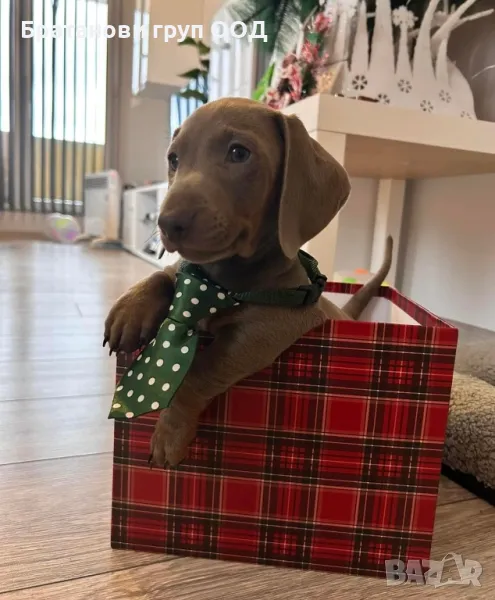 Дакели Изабела, снимка 1