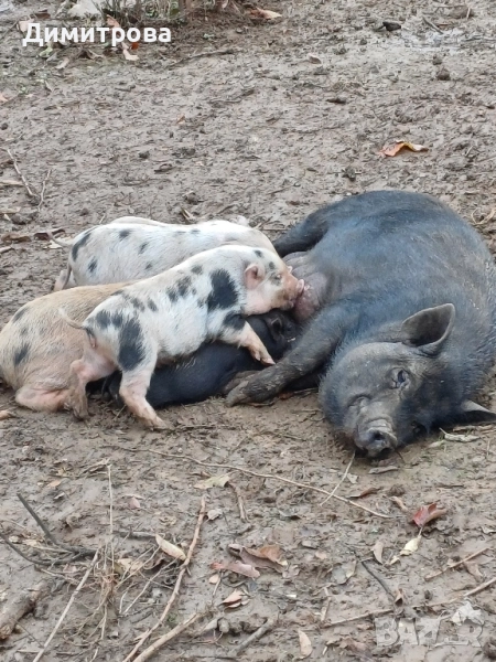 Разменям виетнамски прасета за други животни или зърно, снимка 1