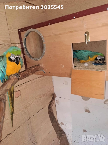 Синьо-жълта Ара двойка зряла, снимка 1